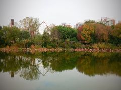 -新江湾城公园