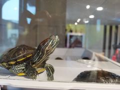 -初念轻轻然(长阳创谷店)