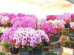 -双季花艺园艺市场(浦东店)