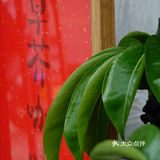 苏州限定：鸡头米拿铁