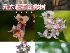 -元大都城垣遗址公园