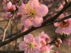 梅花-北京鹫峰国家森林公园