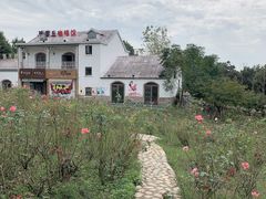 -大塘金香草谷