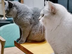 -猫色咖啡·猫咖