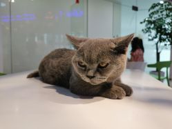 -Moni星球萌宠·小马宝莉·灵蛇·高端高阶全萌宠互动体验俱乐部(红豆国际广场店)