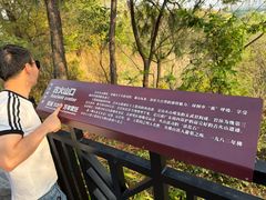 -王借岗森林公园