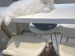 -飞行喵MR PILOT|猫舍·猫咖(静安大融城店)