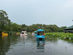 -桂湖森林公园