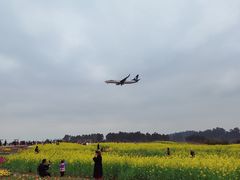 -空港花田景区