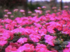 -南宁青秀山国际高尔夫球会停车地面停车场