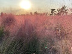 -映月湖中央公园