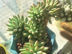 -怡花宜木鲜花店(朝阳路店)