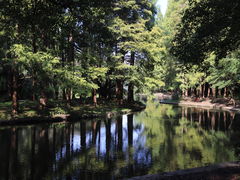 -上海共青森林公园