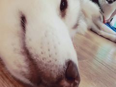 -Husky Go! 哈士奇体验馆·宠物咖啡厅狗咖