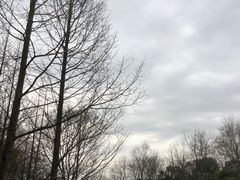 -贡湖湾湿地公园