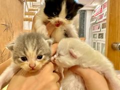 -楼上猫咖(罗湖店)
