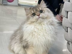 -lincat·猫舍(广州店)