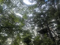 -五营红松林海景区