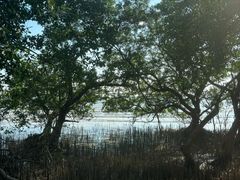 -宝安西湾红树林湿地公园