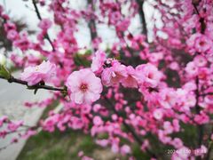 -伊犁河风景区