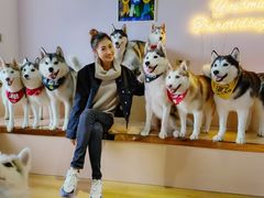 -Husky Go! 哈士奇体验馆·宠物咖啡厅狗咖