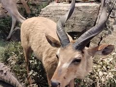 -陕西自然博物馆