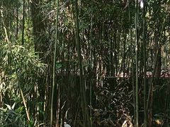 -望江楼公园