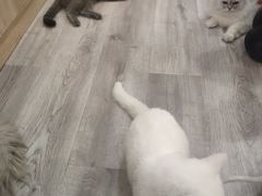 -BABIT巴比特宠物(MOMOPARK店)