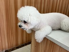 -瑞鹏宠物医院·骨科·猫科·内科(第一中心)