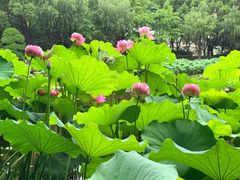 -陈家山荷花公园