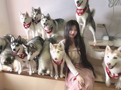 -Husky Go! 哈士奇体验馆·宠物咖啡厅狗咖
