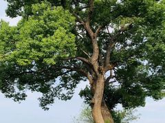 -良渚古城遗址公园