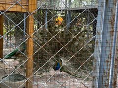 -长白岛森林公园