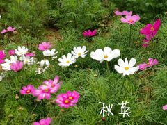 -羊亭河湿地公园