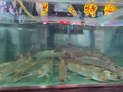 -煲来饱去冷水鱼