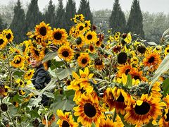 -汉长安城未央宫国家考古遗址公园