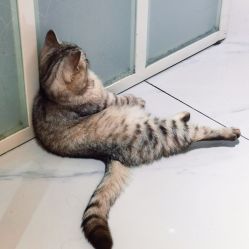 -飞梵造型