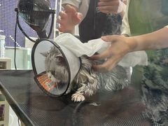 -车接车送·寄养洗护·德文猫舍(大宁店)
