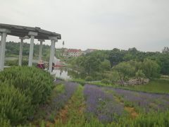 -大塘金香草谷