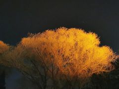 -团结湖公园