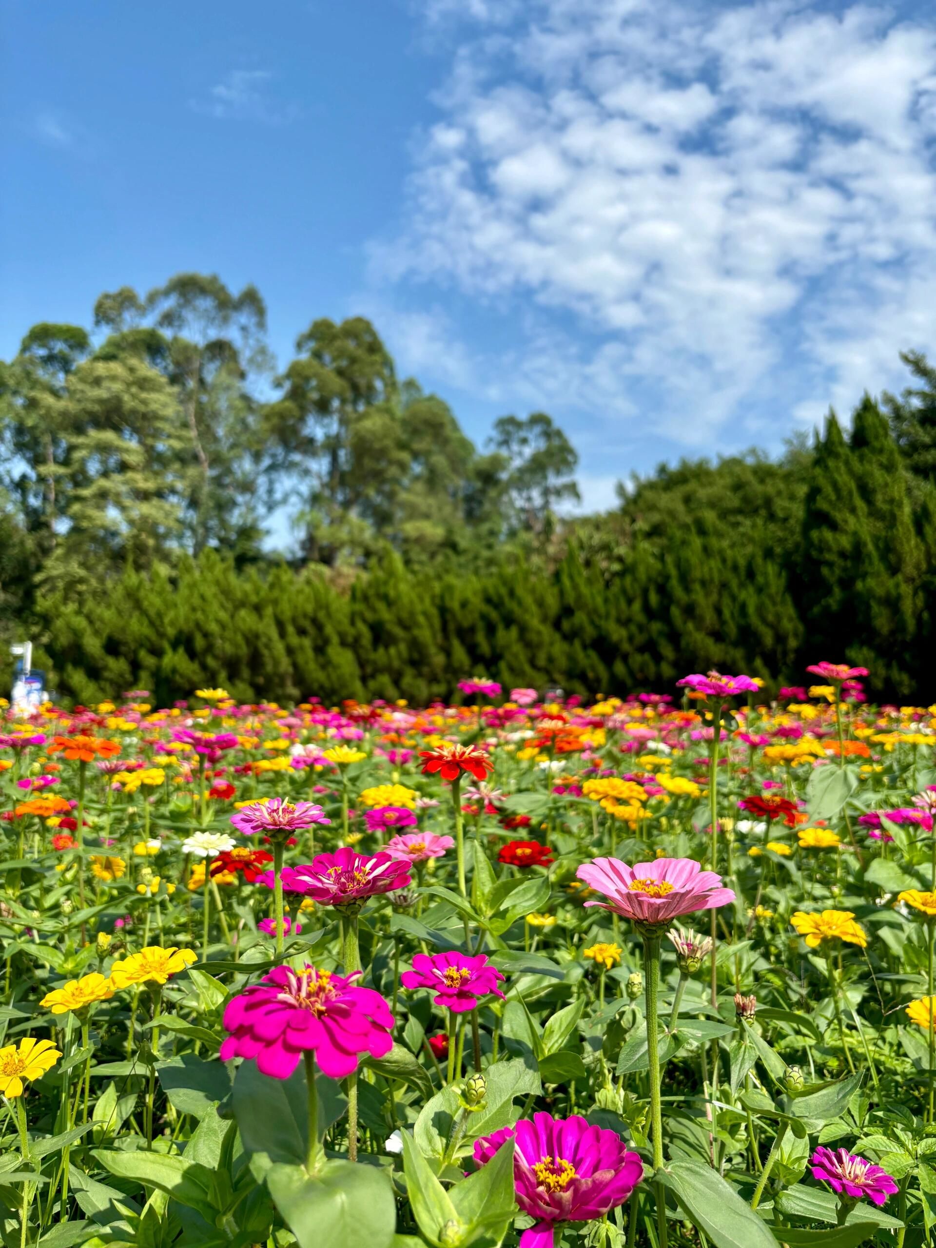 广州这片超美的花海又开爆了🔥