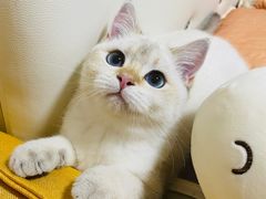 -屋虎猫馆(宝安大仟里店)