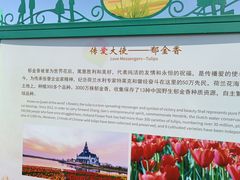 -荷兰花海