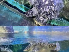 -烟台海昌鲸鲨海洋公园