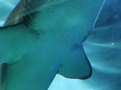 -上海海洋水族馆