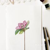 小清新手绘[礼花]太美了第一次看见这么美的花居然在画里