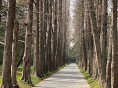 -上海滨江森林公园