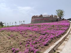 -莱阳濯村樱花园