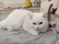 -凯特喵百思猫专科医院