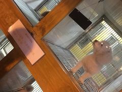 -诺诺宠屋(欧洲城店)